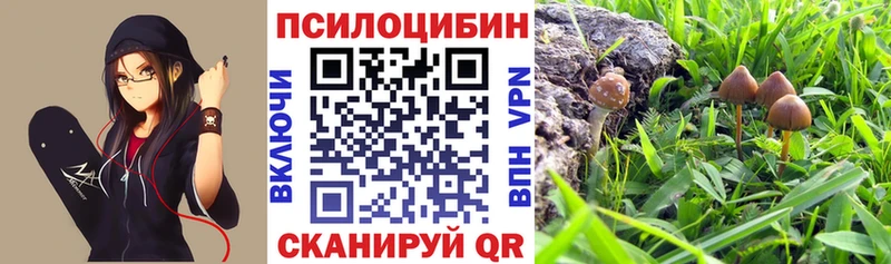 Купить закладки  Лесозаводск  Псилоцибиновые грибы Cubensis 